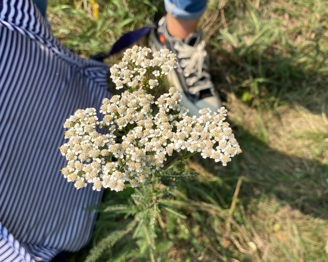 fiche-espece
